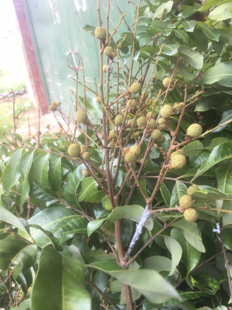 正宗嫁接龙眼桂圆树苗石硖四季龙眼盆地栽果树南北方种植当年