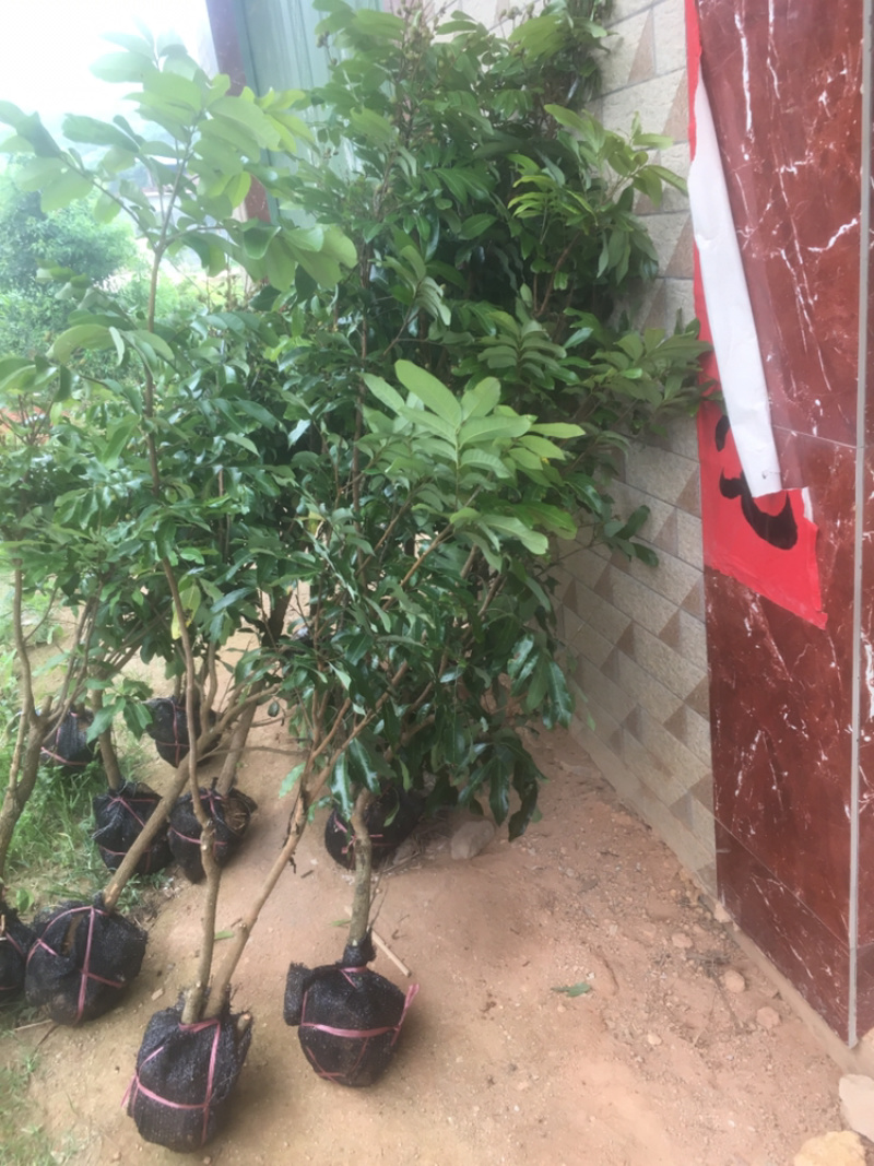 正宗嫁接龙眼桂圆树苗石硖四季龙眼盆地栽果树南北方种植当年