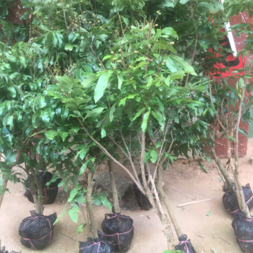 正宗嫁接龙眼桂圆树苗石硖四季龙眼盆地栽果树南北方种植当年