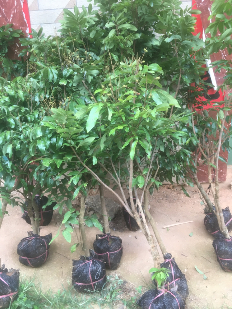 正宗嫁接龙眼桂圆树苗石硖四季龙眼盆地栽果树南北方种植当年