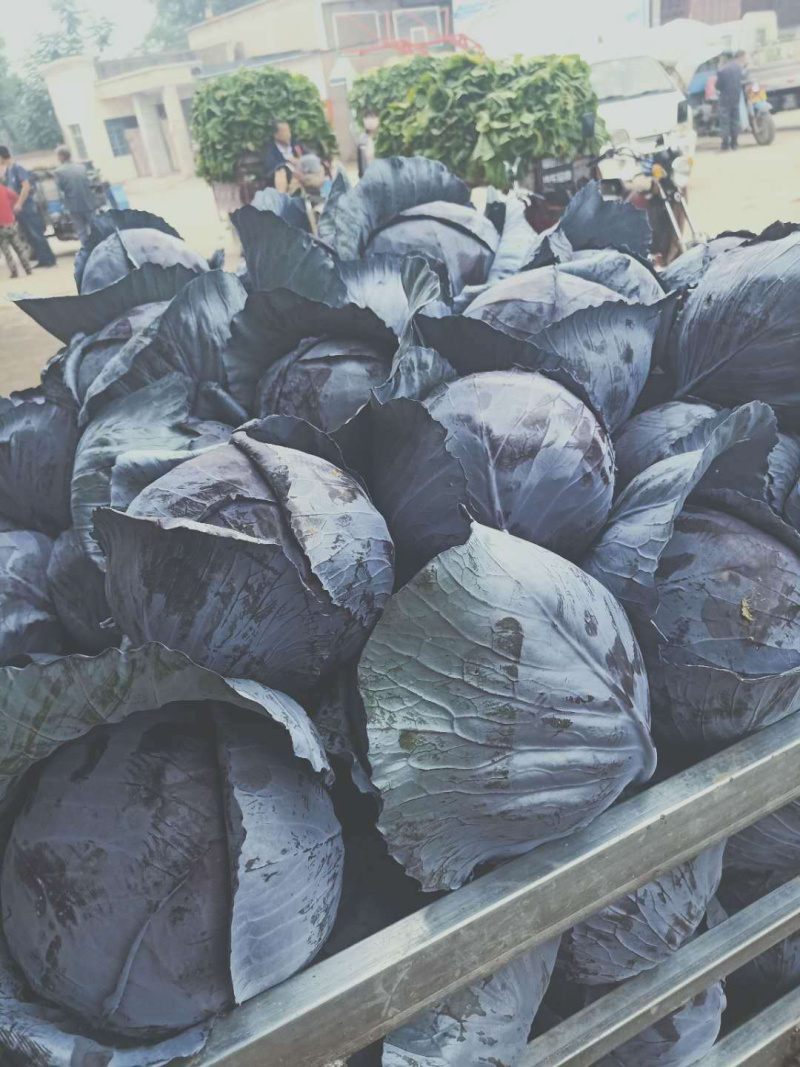 【小侯蔬菜】普莱米多*紫甘蓝大量上市每颗2-5斤