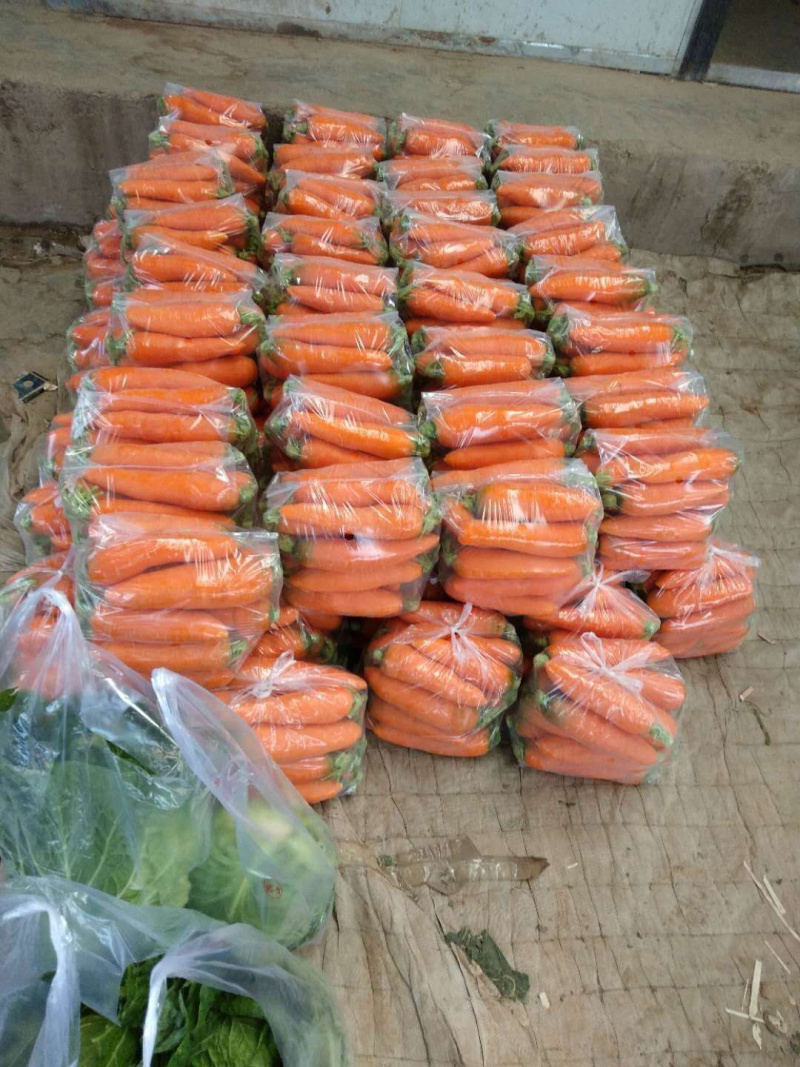 胡萝卜三红广红系列陆地陆续上市基地直供一手货源