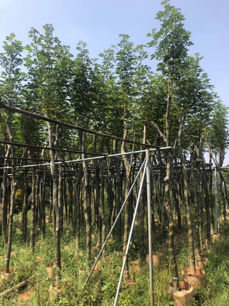 黄花风铃木