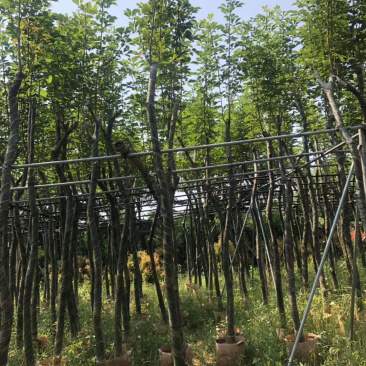 黄花风铃木