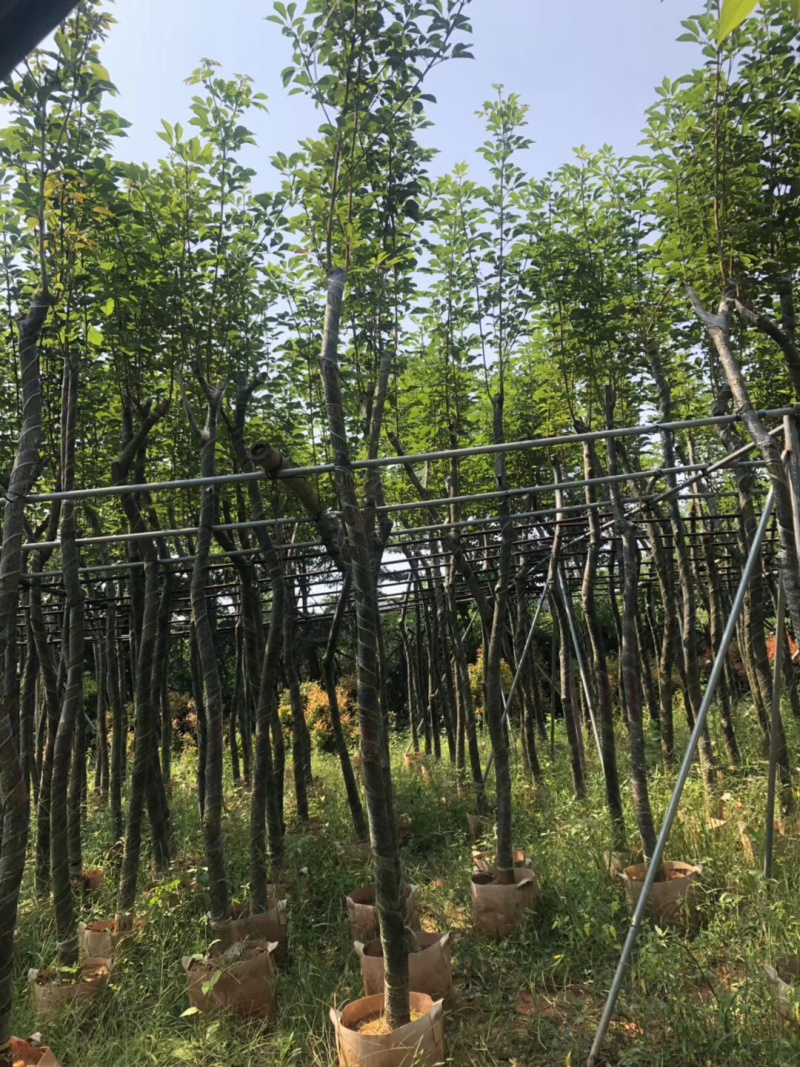 黄花风铃木