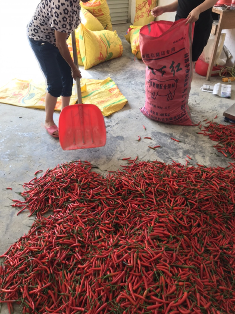 小米辣。
