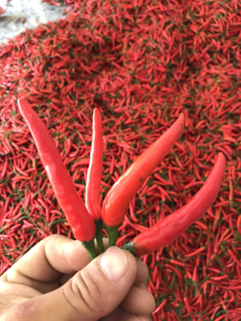 小米辣。