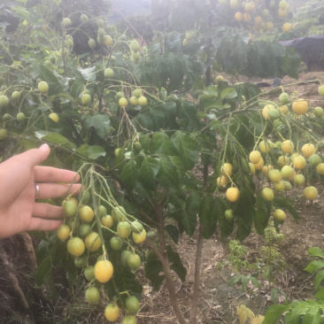特价嫁接无核黄皮果树苗无核鸡心黄皮树苗黑黄皮冰糖黄皮