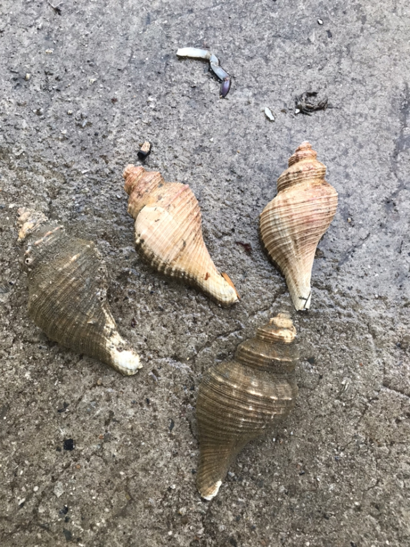 角螺，毛螺，角螺，响螺，毛螺，角螺鲜活批发