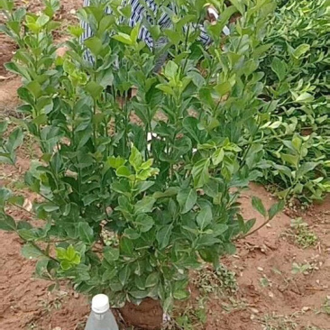 卫矛球，扶芳藤球，卫矛毛球，卫矛苗，扶芳藤毛球