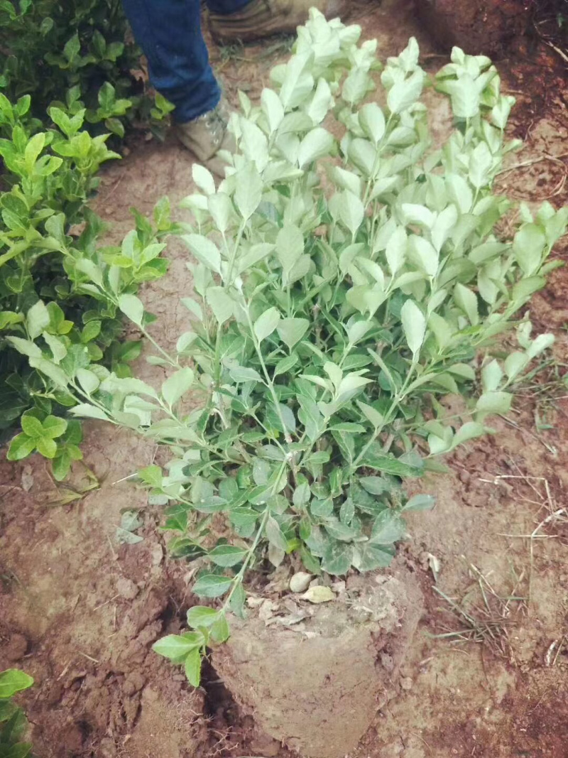 卫矛球，扶芳藤球，卫矛毛球，卫矛苗，扶芳藤毛球