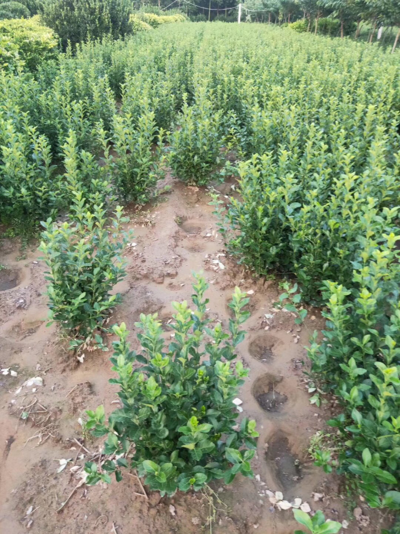 卫矛球，扶芳藤球，卫矛毛球，卫矛苗，扶芳藤毛球