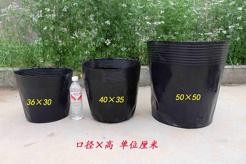 营养钵营养杯育苗盆育苗杯育苗花盆育苗钵河北厂家
