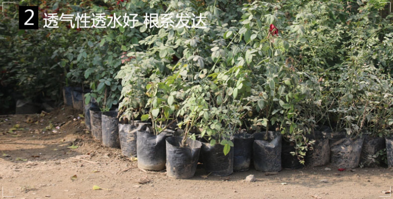 营养钵营养杯育苗盆育苗杯育苗花盆育苗钵