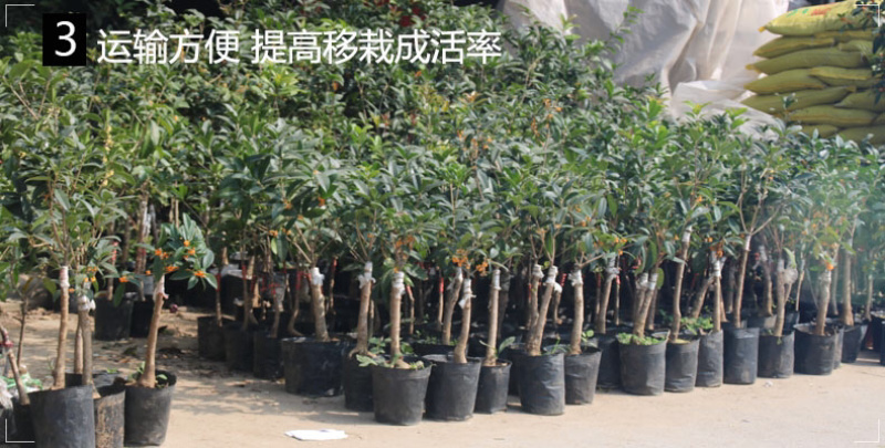 营养钵营养杯育苗盆育苗杯育苗花盆育苗钵