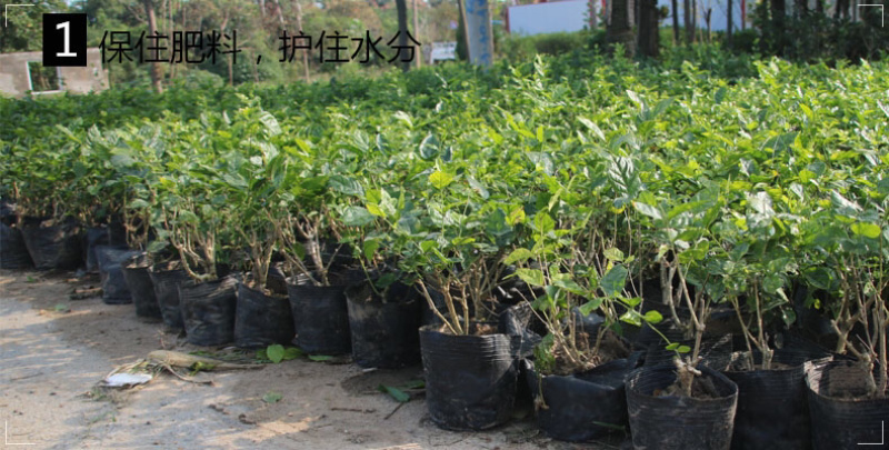 营养钵营养杯育苗盆育苗杯育苗花盆育苗钵