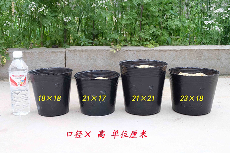 营养钵营养杯育苗盆育苗杯育苗花盆育苗钵河北厂家