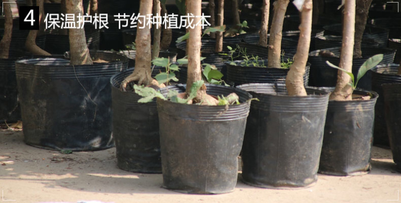 营养钵营养杯育苗盆育苗杯育苗花盆育苗钵