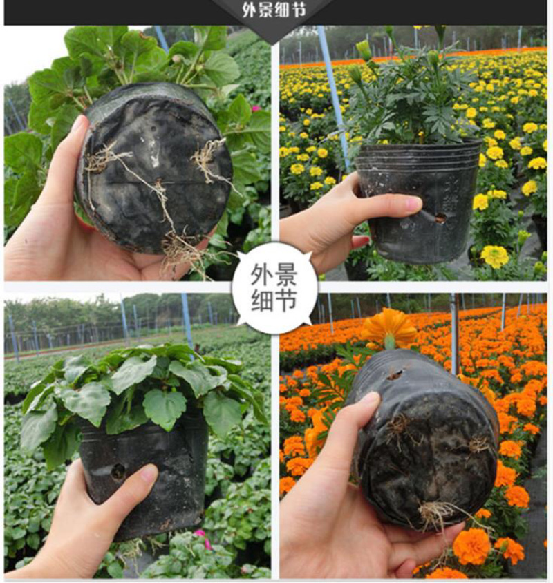 营养钵营养杯育苗盆育苗杯育苗花盆育苗钵河北厂家