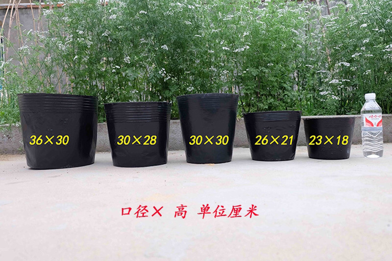 营养钵营养杯育苗盆育苗杯育苗花盆育苗钵河北厂家