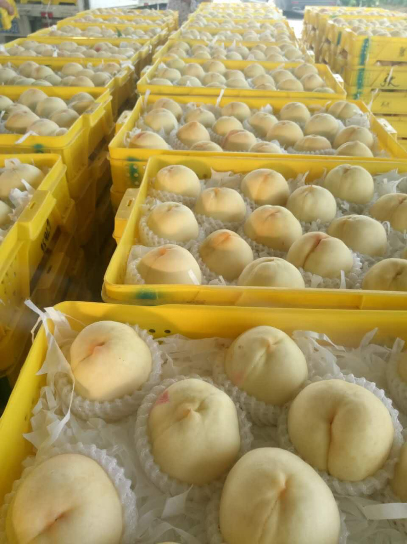 优质水蜜桃，蓬仙十三，汁多味美，速来采购啦