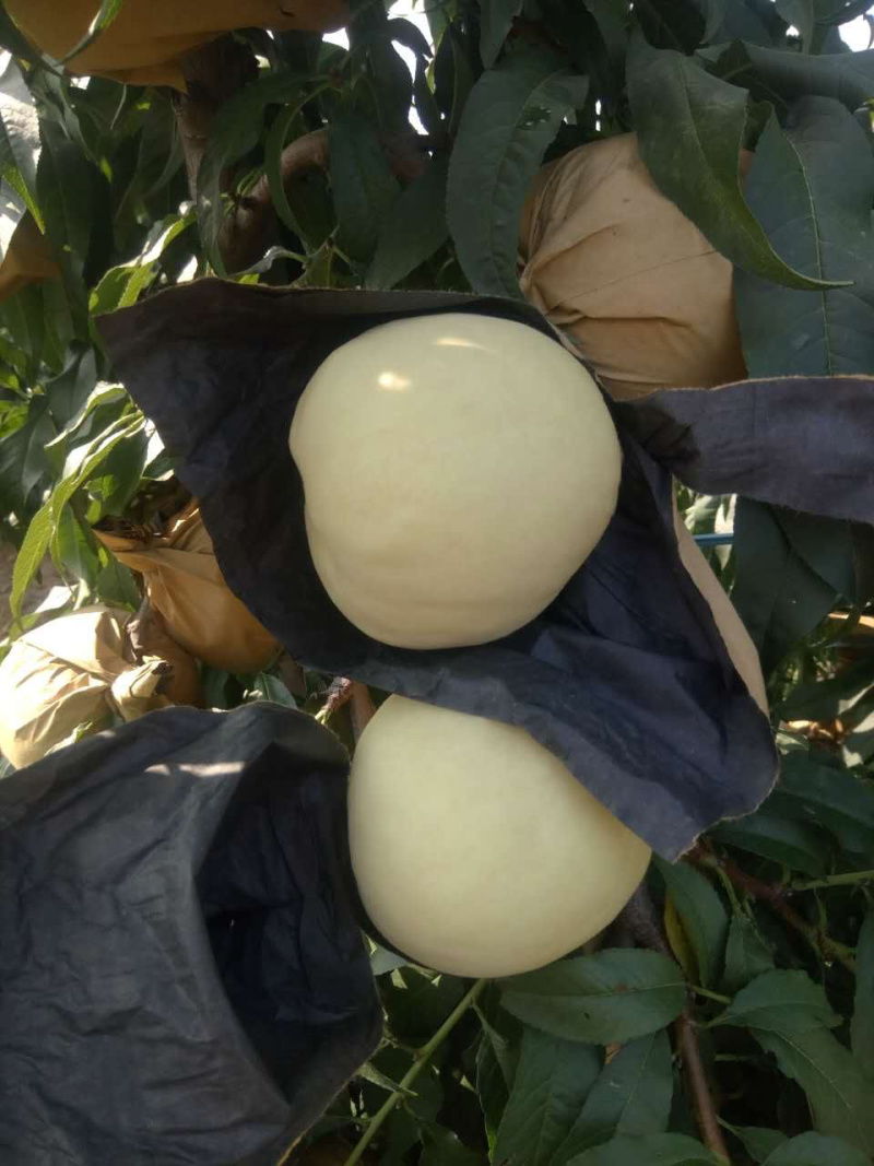 优质水蜜桃，蓬仙十三，汁多味美，速来采购啦