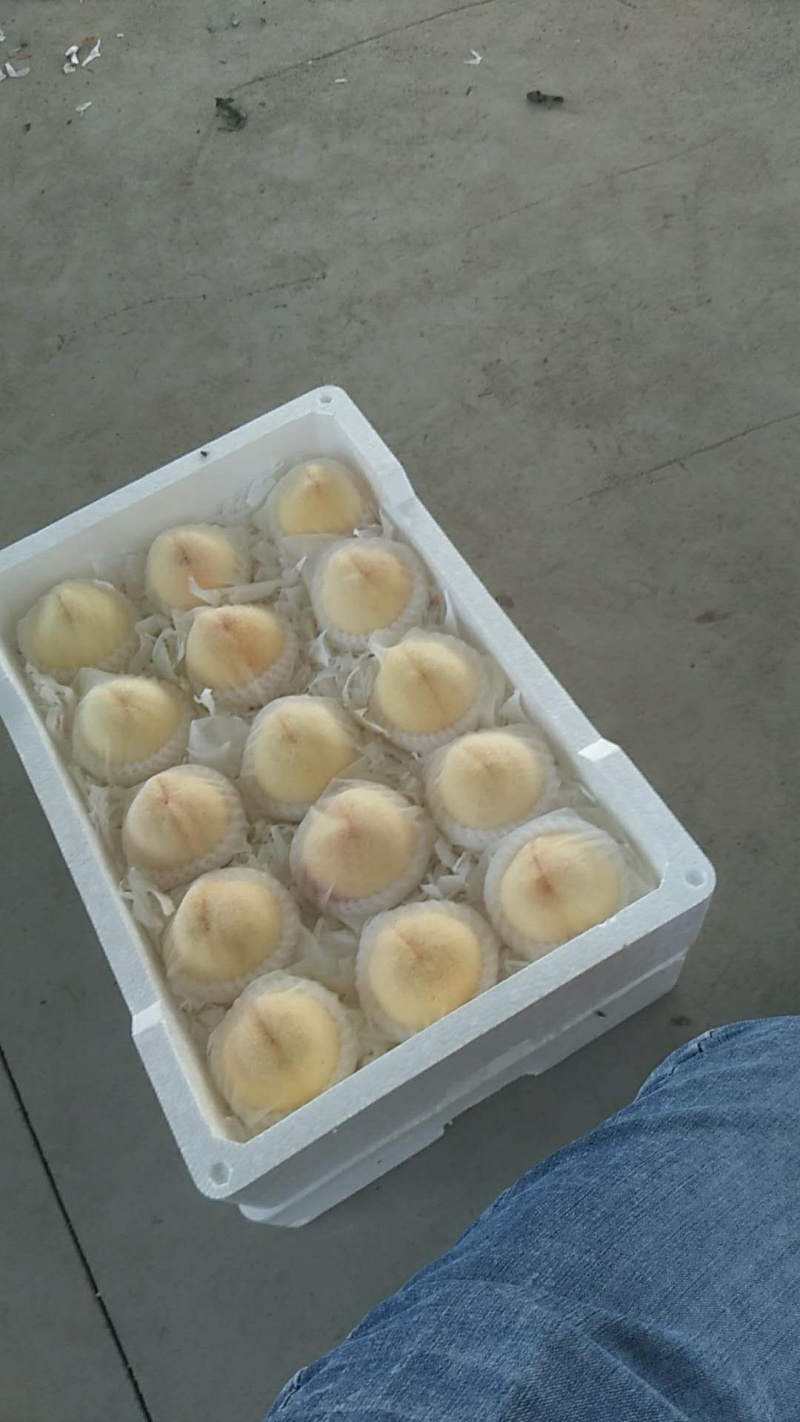 优质水蜜桃，蓬仙十三，汁多味美，速来采购啦