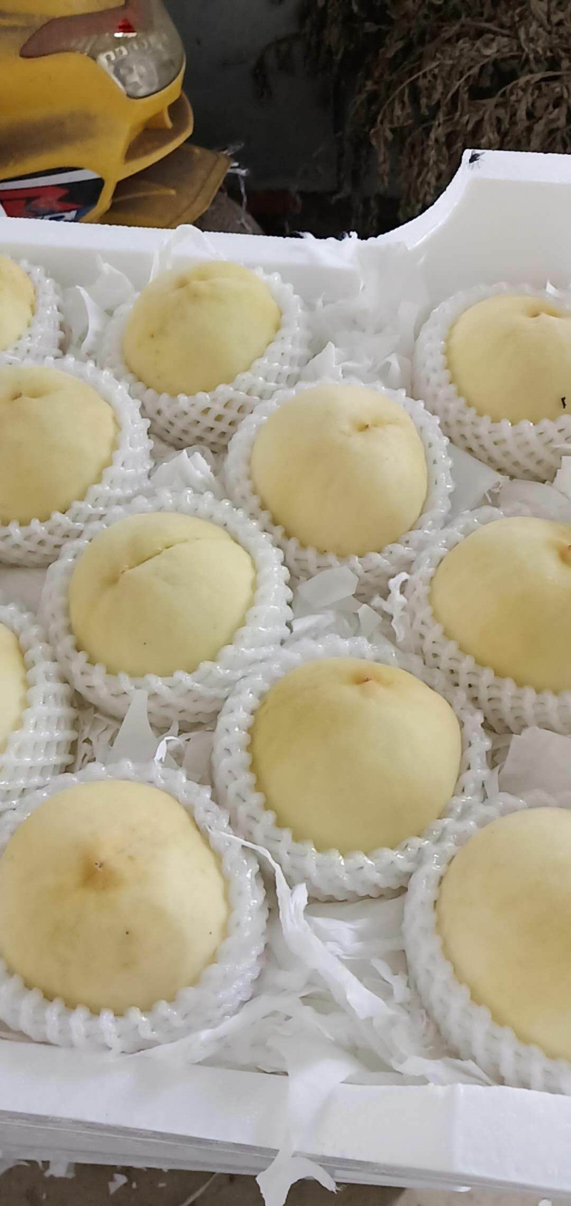 优质水蜜桃，蓬仙十三，汁多味美，速来采购啦