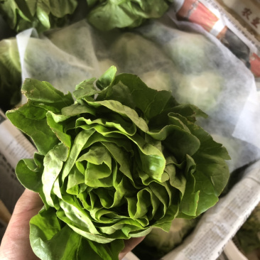 沙拉菜西菜牛油生菜奶油生菜波士顿奶油生菜