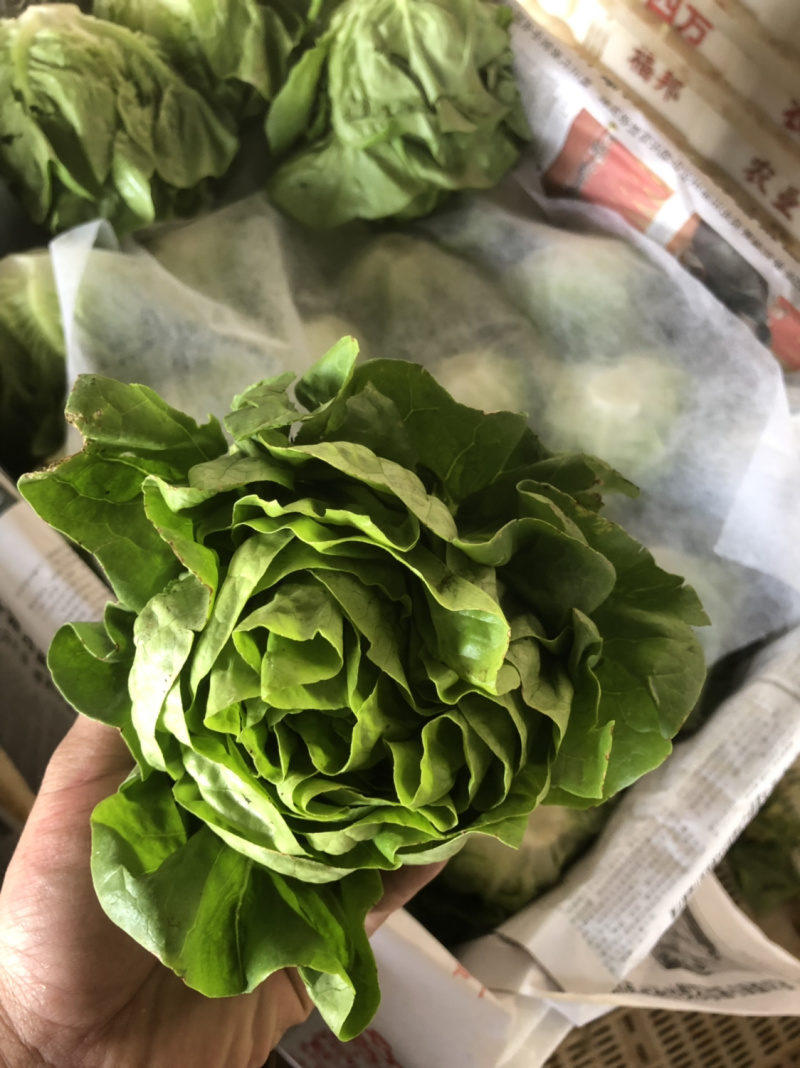 沙拉菜西菜牛油生菜奶油生菜波士顿奶油生菜