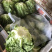 沙拉菜西菜牛油生菜奶油生菜波士顿奶油生菜
