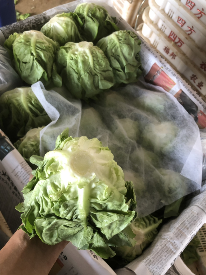 沙拉菜西菜牛油生菜奶油生菜波士顿奶油生菜