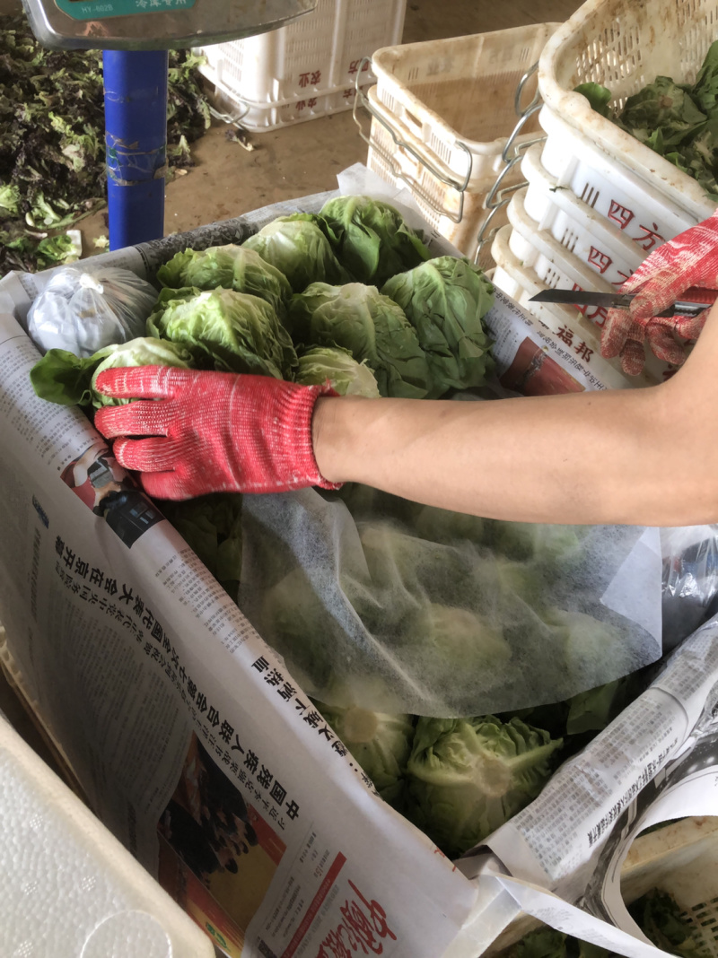 沙拉菜西菜牛油生菜奶油生菜波士顿奶油生菜