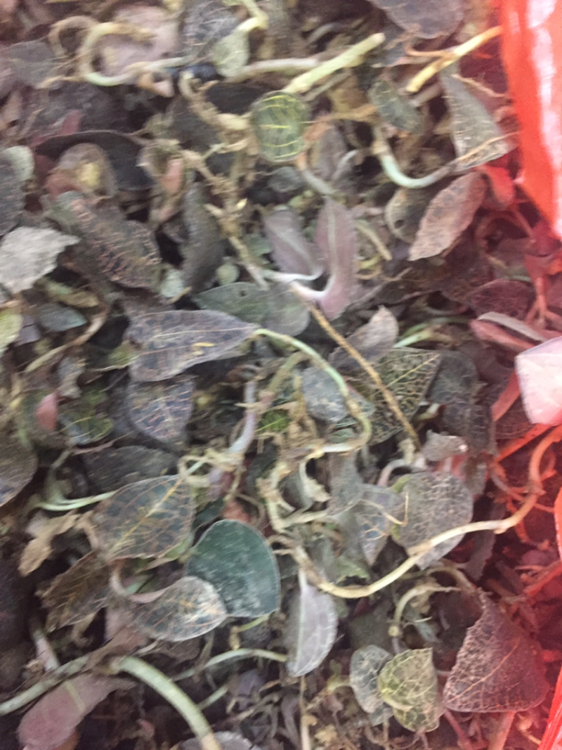 野生金线莲