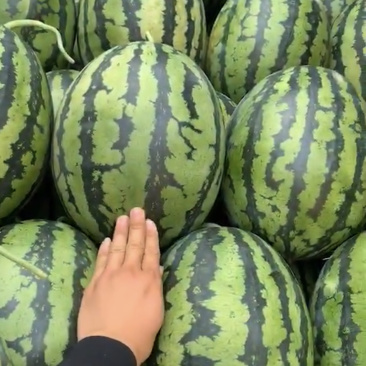 甜王！圆瓜大量上市
