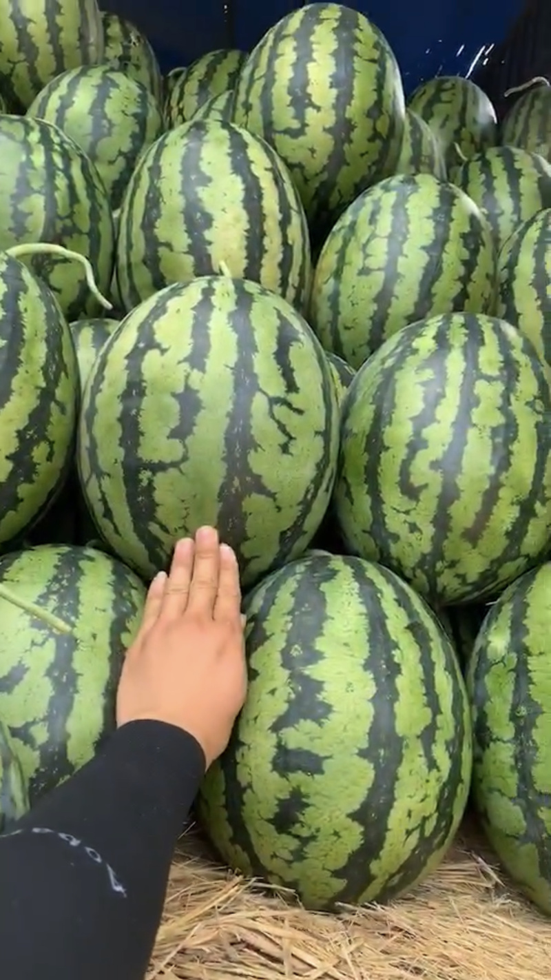 甜王！圆瓜大量上市