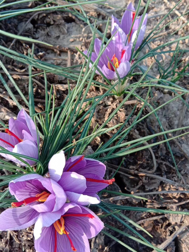 藏红花种球花丝量大从优