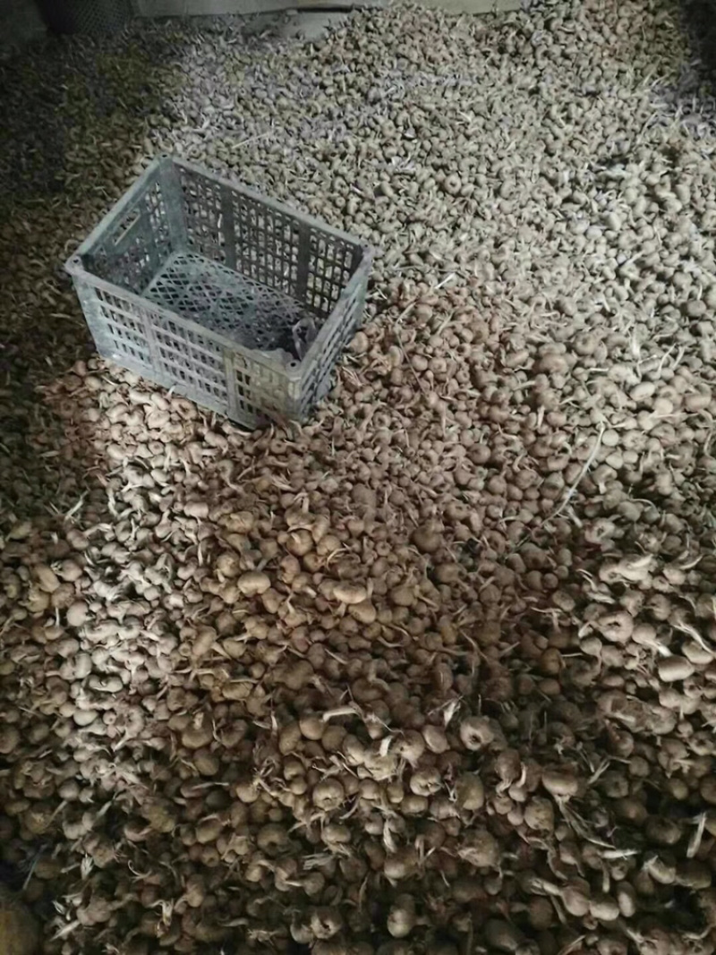 藏红花种球花丝量大从优