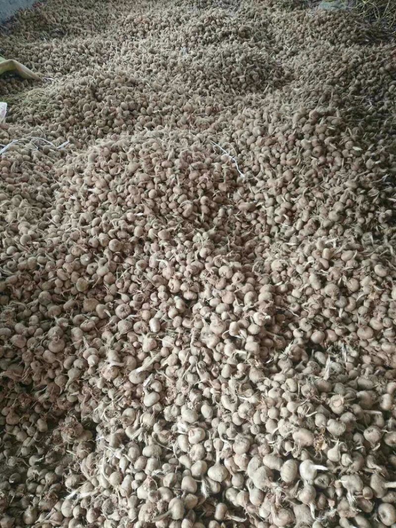 藏红花种球花丝量大从优