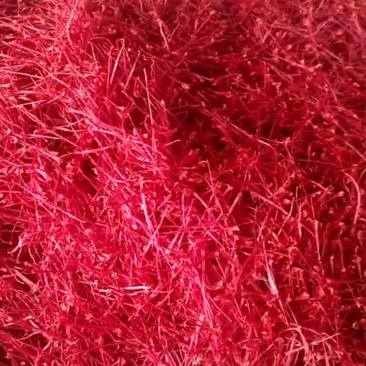 藏红花种球花丝量大从优