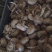 藏红花种球花丝量大从优