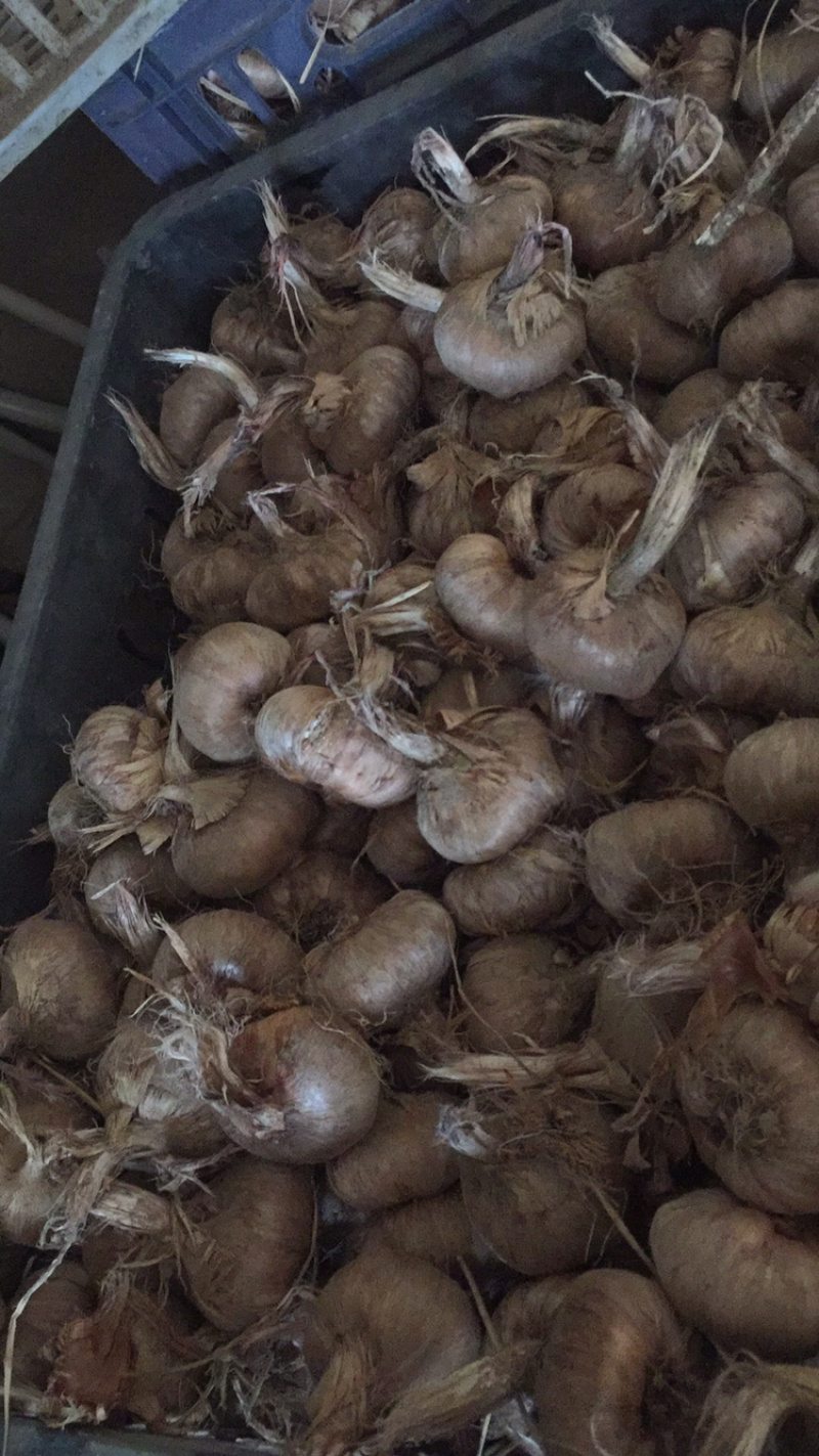 藏红花种球花丝量大从优