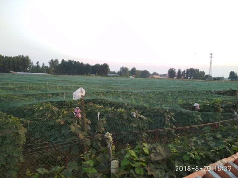 河南鲁山夏黑葡萄，大颗粒，高甜度，实力供应商。