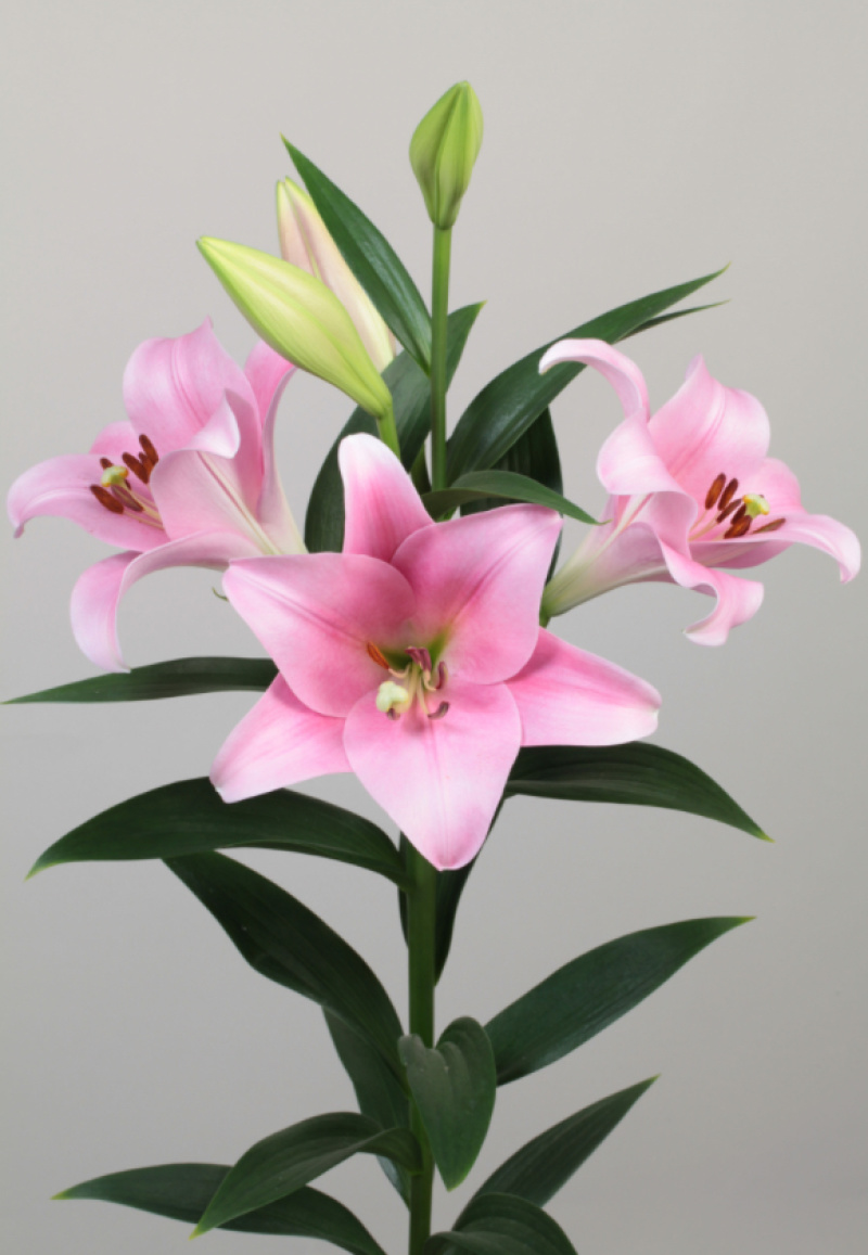 百合花庭园、花海种球观赏鲜切花种球批量包邮