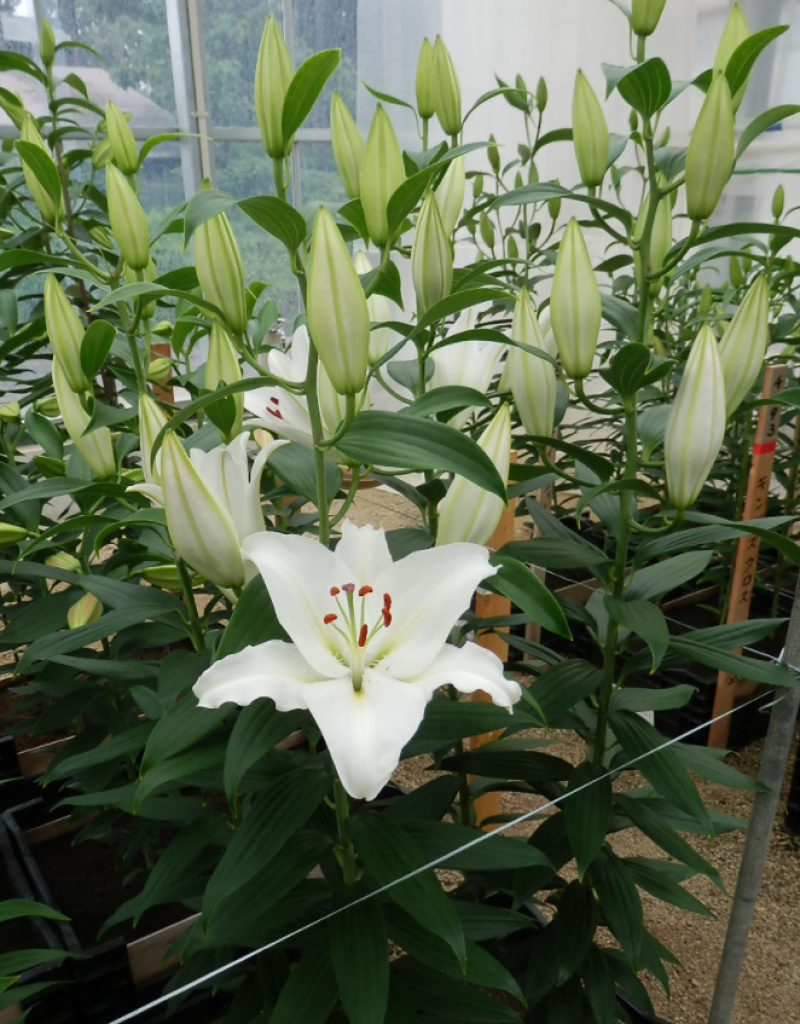 百合花庭园、花海种球观赏鲜切花种球批量包邮