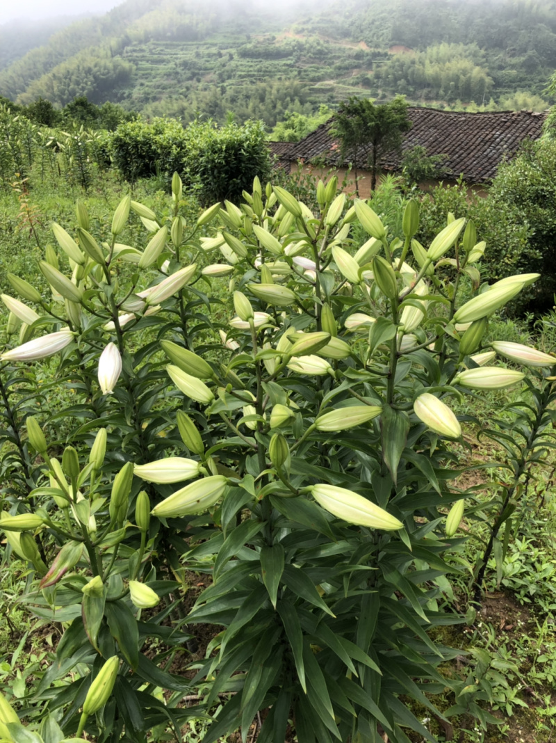 百合花庭园、花海种球观赏鲜切花种球批量包邮