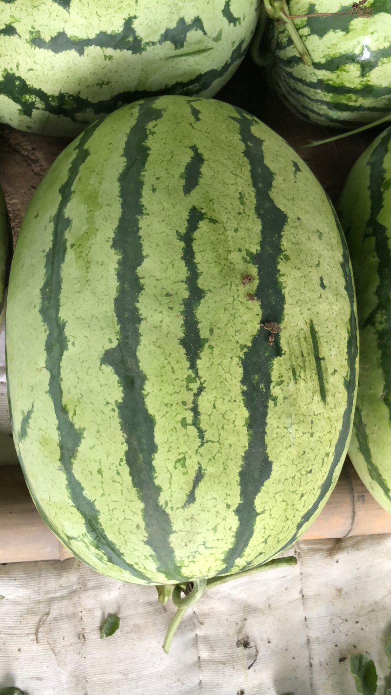 【热销款】硒砂瓜金城5大红瓤糖分高大上市1茬耐运输