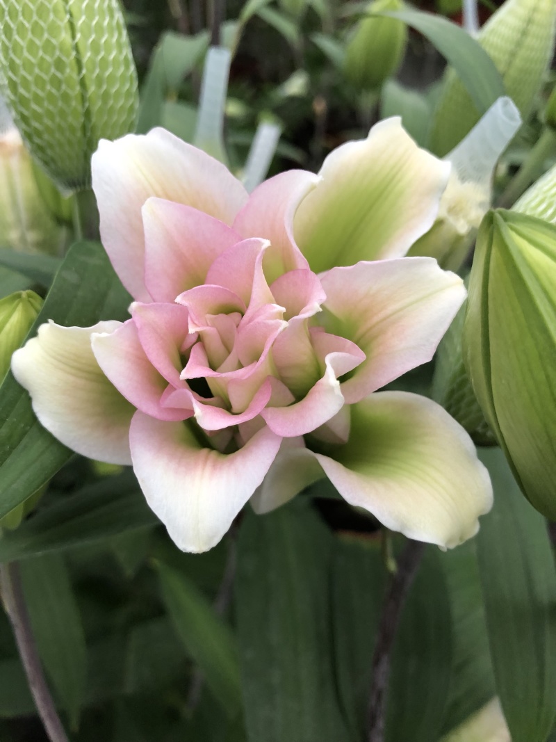 【热销】百合无花粉百合重瓣百合种球基地批发。美丽家庭