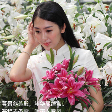【热销】百合无花粉百合重瓣百合种球基地批发。美丽家庭