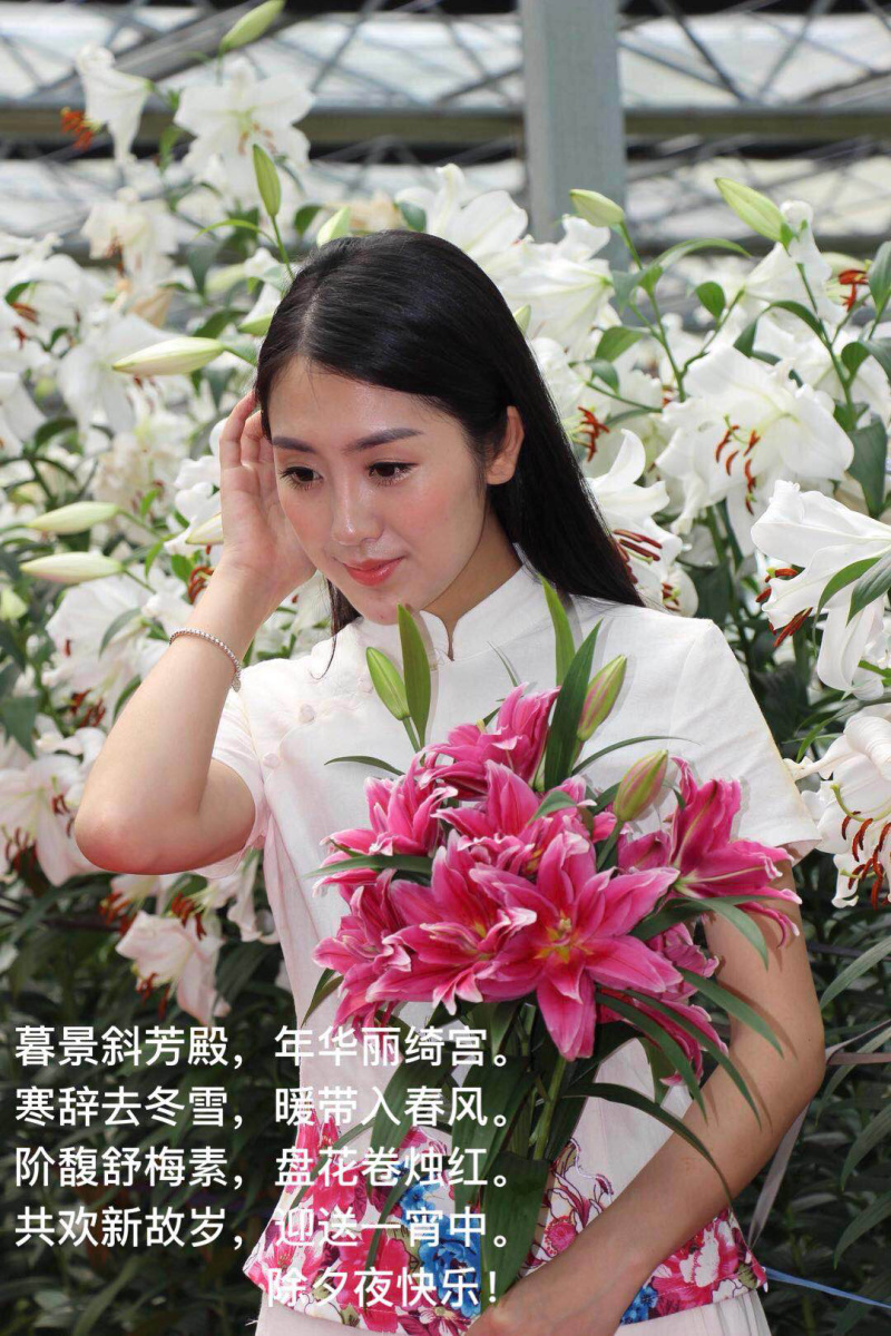 【热销】百合无花粉百合重瓣百合种球基地批发。美丽家庭